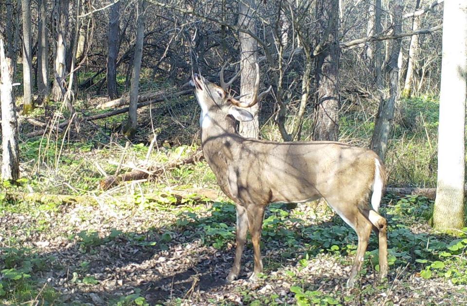 A seven-point buck works the Buck Trix overhanging branch set up at a scrape in early November.
