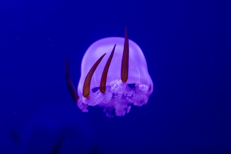 A jellyfish with long pointy tentacles floats gracefully in an underwater environment