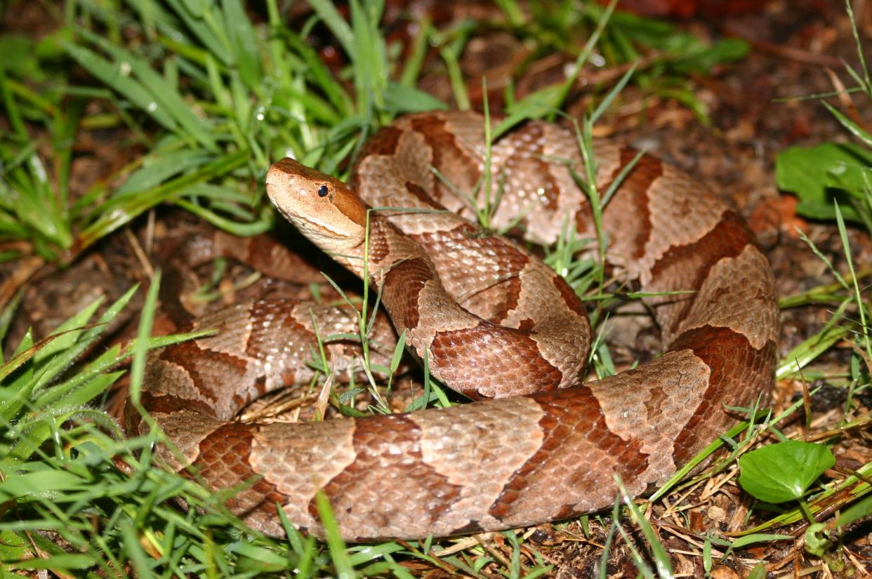 A copperhead in Great Smoky Mountains National Park, one of the most beautiful and most common snakes in the Smokies.