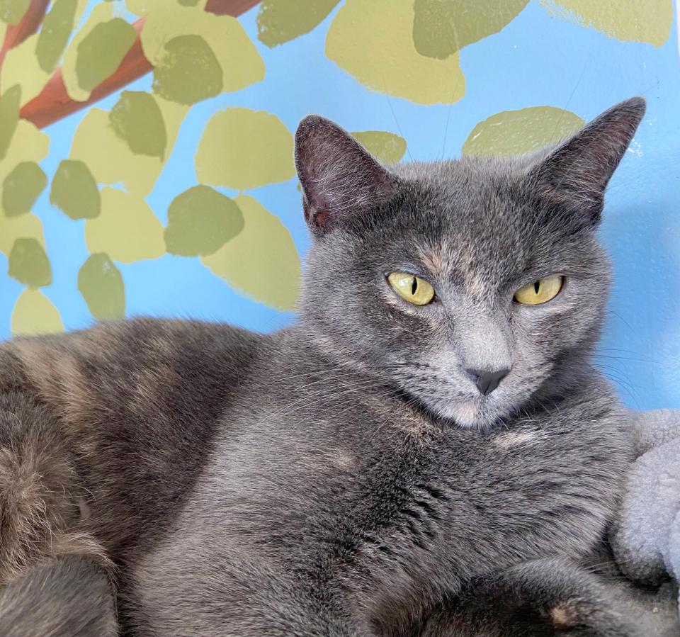 Amelia, a cat previously available for adoption, relaxes on a cat tree at Bajah's Cat Café in Tiverton.