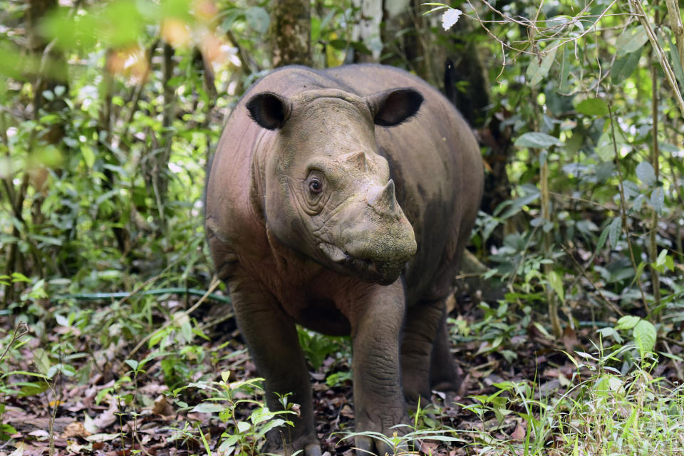 In this undated photo released by Indonesian Ministry of Environment and Forestry, a female Sumatran rhino named Delilah is seen after giving birth to a calf at Way Kambas National Park, Indonesia. The critically endangered Sumatran rhino was born on Sumatra Island Saturday, Nov. 25, 2023, the second Sumatran rhino born in the country this year and a welcome addition to a species that currently numbers fewer than 50 animals. (Indonesian Ministry of Environment and Forestry via AP)