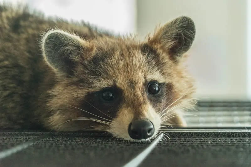 ▲韓國社會對於動物權利的關注日益高漲，除了禁止吃狗肉外，韓國去年12月中也通過法律，禁止動物園與水族館之外的場所展示野生動物，首當其衝的就是那些在網路十分出名的動物咖啡廳。（示意圖／翻攝自Pixabay）