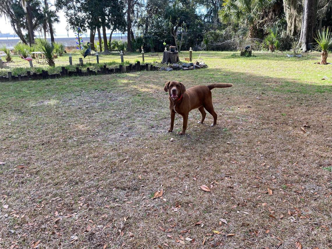 Cleveland Williams’ chocolate lab, Hershey, in Williams’ back yard in Port Royal, South Carolina. Hershey has been at Williams’ side while storm surge has left many felled trees, recently one that fell on his home.