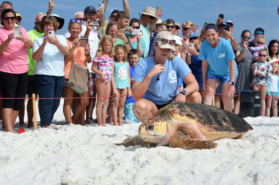 Volunteers with the Gulfarium's CARE Center and spectators watch as adult loggerhead sea turtle Carole crawls to the water during a release Thursday of three rehabilitated sea turtles at Topsail Hill Preserve State Park in Walton County.