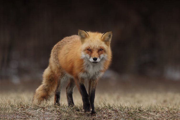 <span class="caption">Labour remain committed to keeping fox hunting banned.</span> <span class="attribution"><a class="link " href="https://unsplash.com/photos/Yu-qayee34c" rel="nofollow noopener" target="_blank" data-ylk="slk:Gary Bendig/Unsplash;elm:context_link;itc:0;sec:content-canvas">Gary Bendig/Unsplash</a></span>