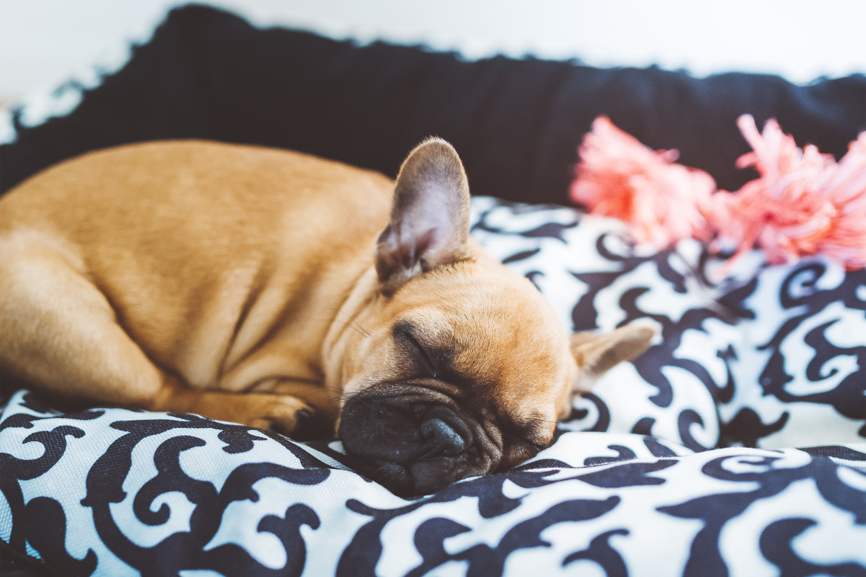 sleeping french bulldog