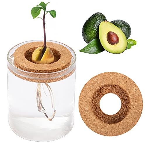 5) Avocado Tree Growing Kit