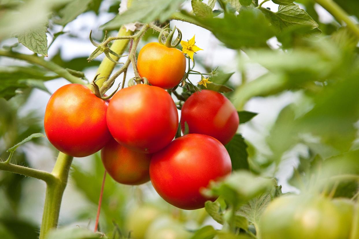 tomato vine plant