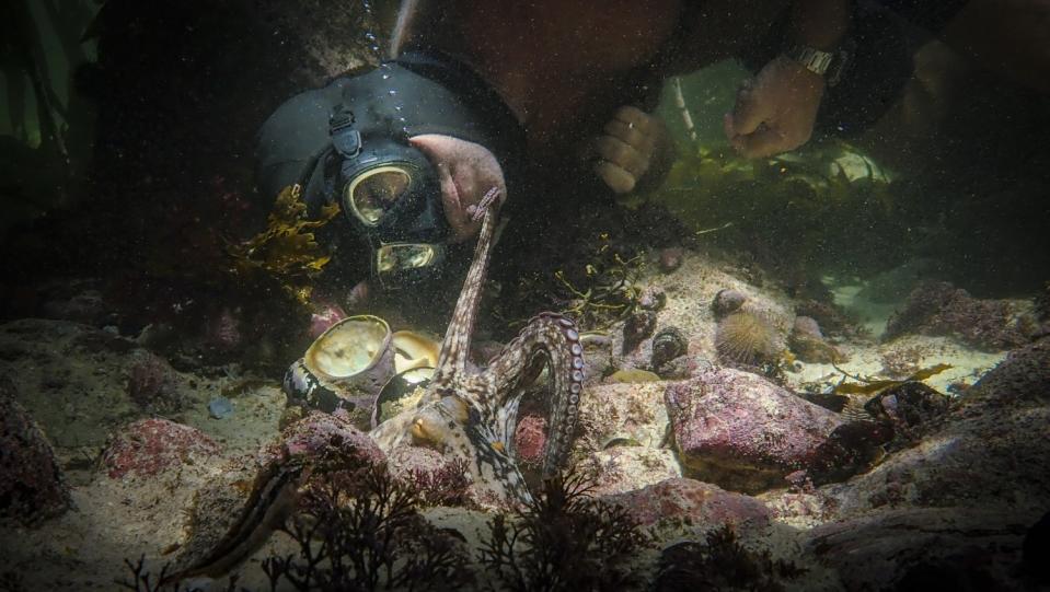 The octopus reaches out to diver Craig Foster in "My Octopus Teacher."