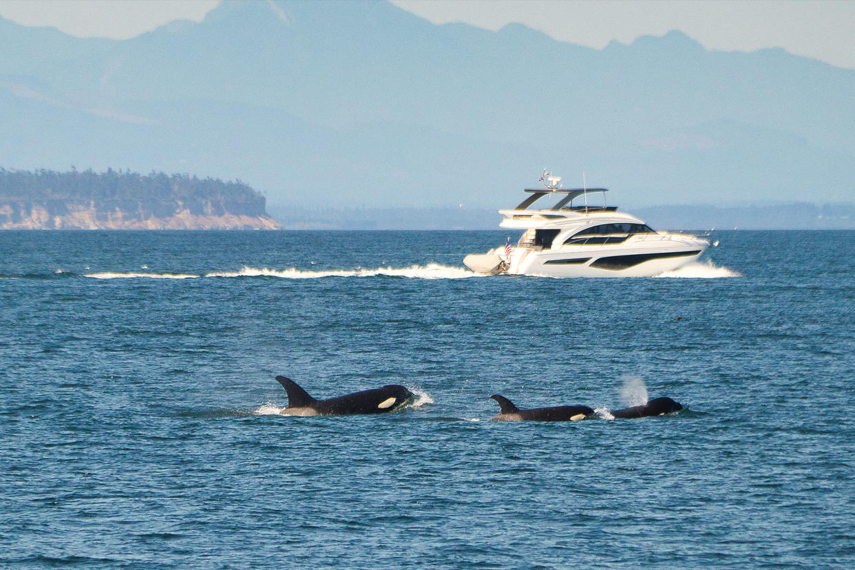 Killer Whale family with YachtGetty Images/Jackson Roberts