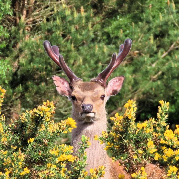 Deer in bushes