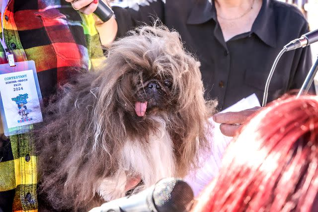 <p>Courtesy of World's Ugliest Dog</p> Wild Thang, the 2024 World's Ugliest Dog Contest winner