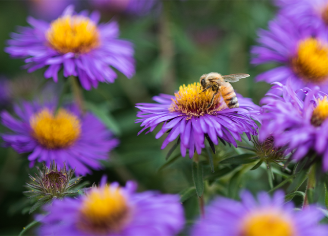 29 Perennial Plants That Come Back Every Year - PureWow