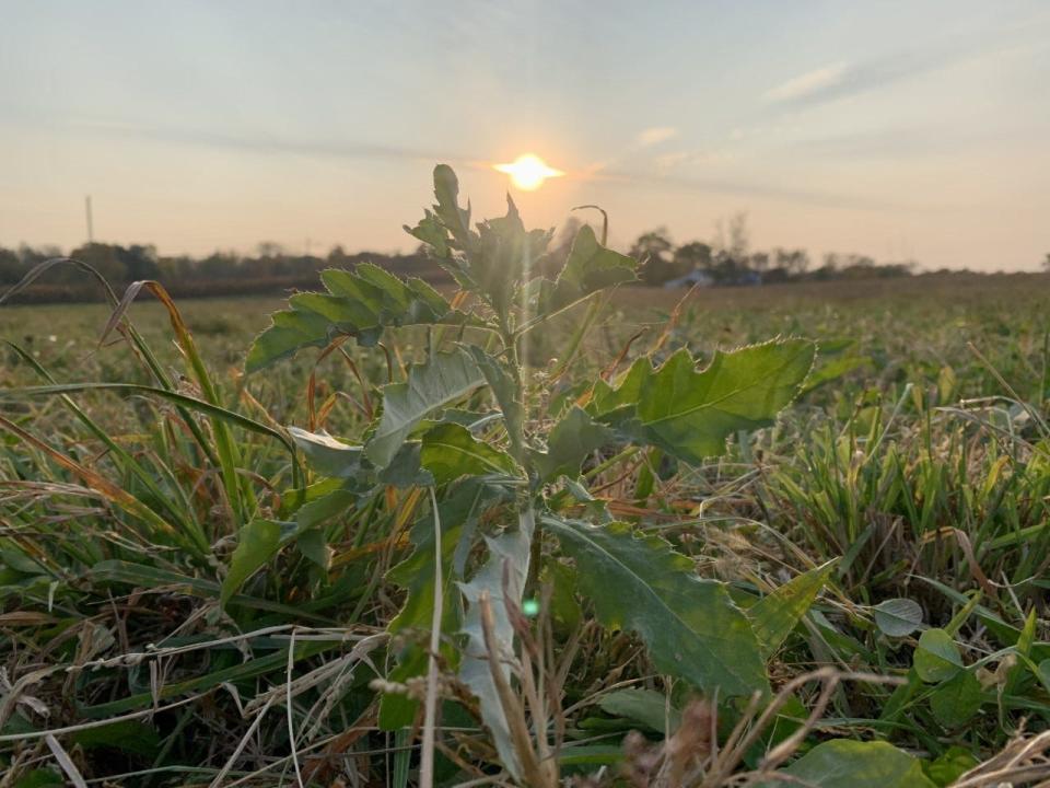 Pictured here is musk thistle, an invasive plant that grows in grassy areas, leaving little to no room for grass to grow for livestock to properly feed. It is commonly seen in grazing pastures and can only be effectively mitigated by herbicides.