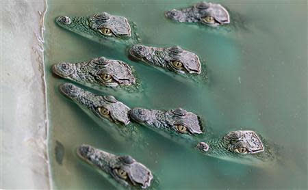 Crocodile hatchling swim inside a pen at Nyanyana Crocodile Farm in Kariba, in this picture taken April 2, 2014. REUTERS/Philimon Bulawayo