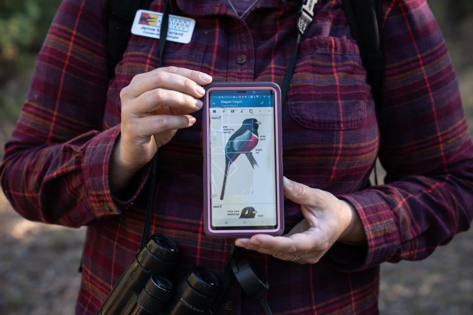 Jennie MacFarland of Tucson Audubon Society displays an elegant trogon on her phone during the Tucson Audubon Society’s annual trogon survey in the Patagonia Mountains of Arizona.