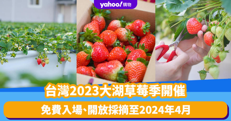 台灣旅遊｜2023大湖草莓季開催！免費入場、開放採摘至2024年4月 即睇士多啤梨品種