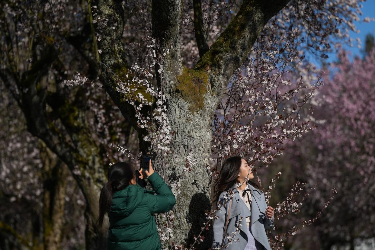 A woman poses as another takes her photograph with a phone under a cherry tree in Vancouver on Tuesday, April 4, 2023. Vancouver's cherry blossoms were a major tourist draw for Chinese tour companies — before Beijing left Canada off its list of approved travel destinations. (Darryl Dyck/The Canadian Press - image credit)