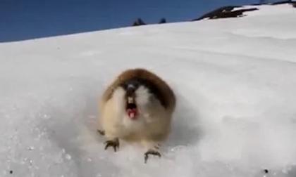 Un lemming, <i>Lemmus lemmus</i>, en su hábitat natural.