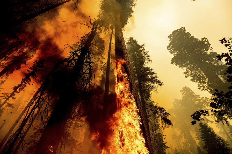 Flames lick up a sequoia tree as the Windy Fire burns in the Trail of 100 Giants grove in Sequoia National Forest, Calif., on Sunday, Sept. 19, 2021. (AP Photo/Noah Berger)