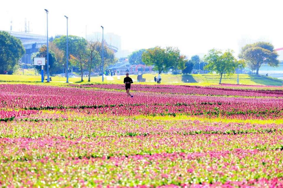 台北延平河濱公園花海示意圖。圖片來源：台北市水利處提供