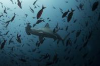 A hammerhead shark swims close to Wolf Island at Galapagos Marine Reserve August 19, 2013. (REUTERS/Jorge Silva)