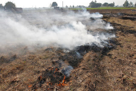 Smoke billows from paddy waste stubble as it burns in a field on the outskirts of Chandigarh, India November 8, 2016. REUTERS/Ajay Verma