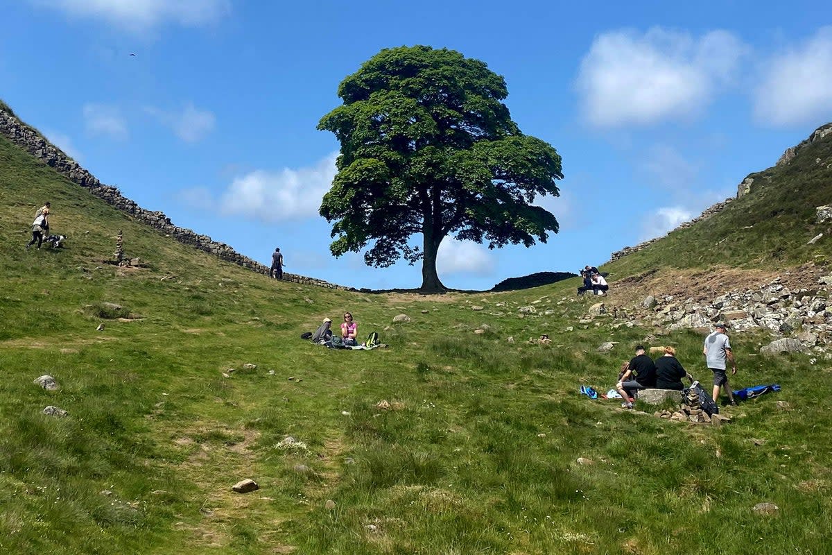 The Sycamore Gap in all its former glory (AFP via Gett)