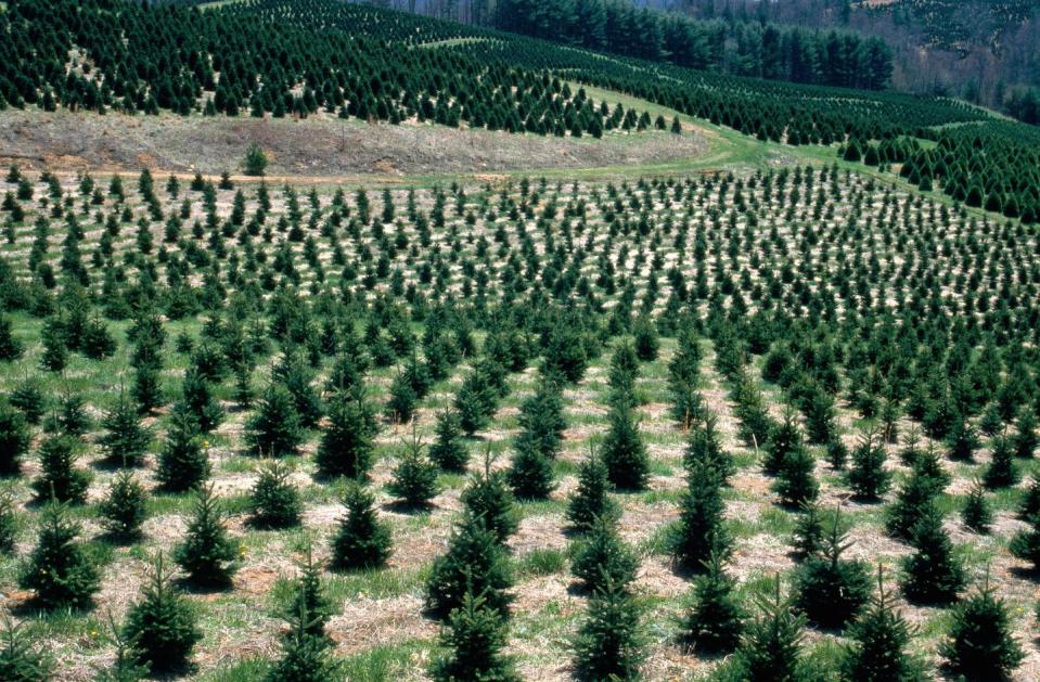 Louisiana: Steele’s Christmas Tree Farm