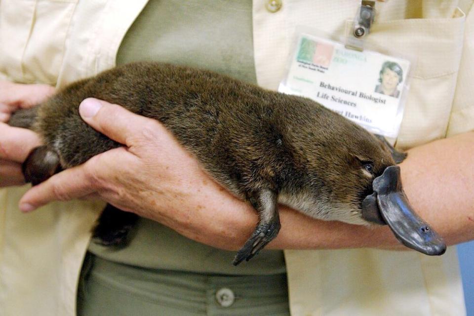 platypus injury