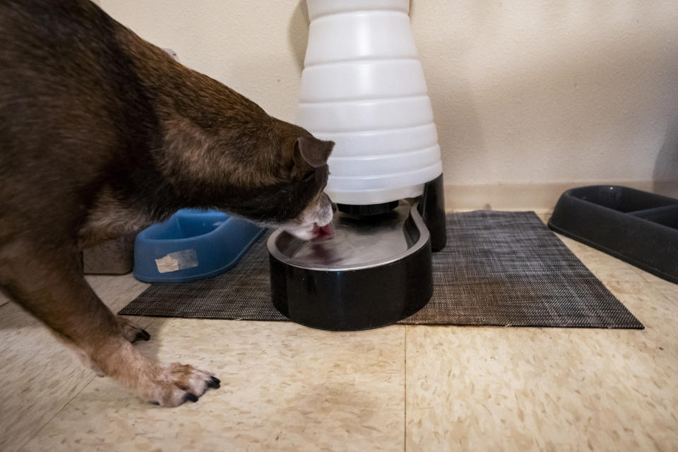 Richelle Dietz's dog, Rocket, drinks dispensed water at their home on Monday, April 22, 2024, in Honolulu, Hawaii. Dietz's dogs have developed various health conditions after drinking tainted water. (AP Photo/Mengshin Lin)