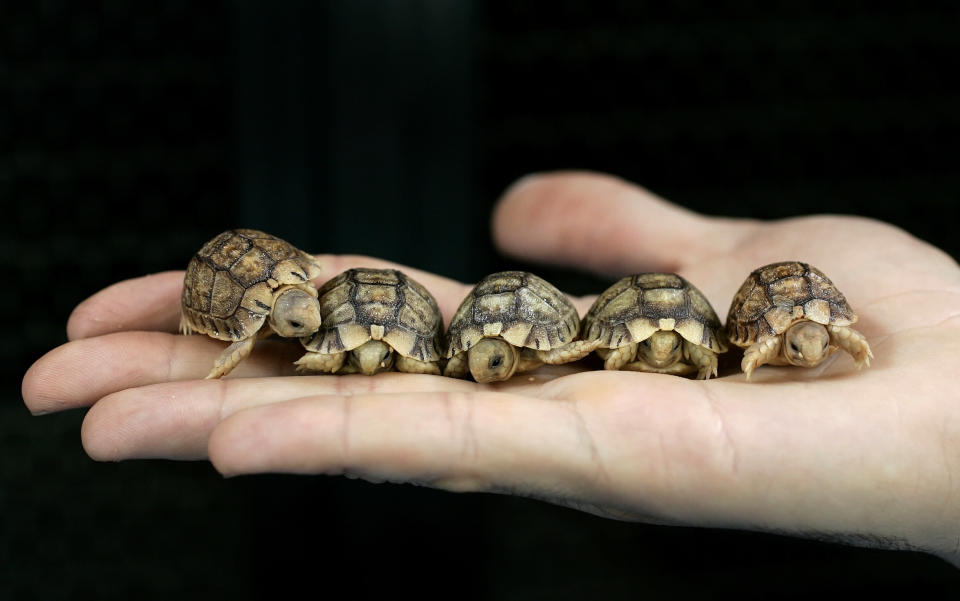 A worker from Rome's Biopark zoo holds Testudo Kleinmanni hatchlings, an endangered species also known as Egyptian tortoises, in Rome May 22, 2007. The offsprings are the hatchlings of several Egyptian tortoises that were rescued from a smuggler's suitcase in 2005 at Naples airport, southern Italy, by Italy's forestry police and were entrusted to Rome's main zoo. REUTERS/Tony Gentile (ITALY)