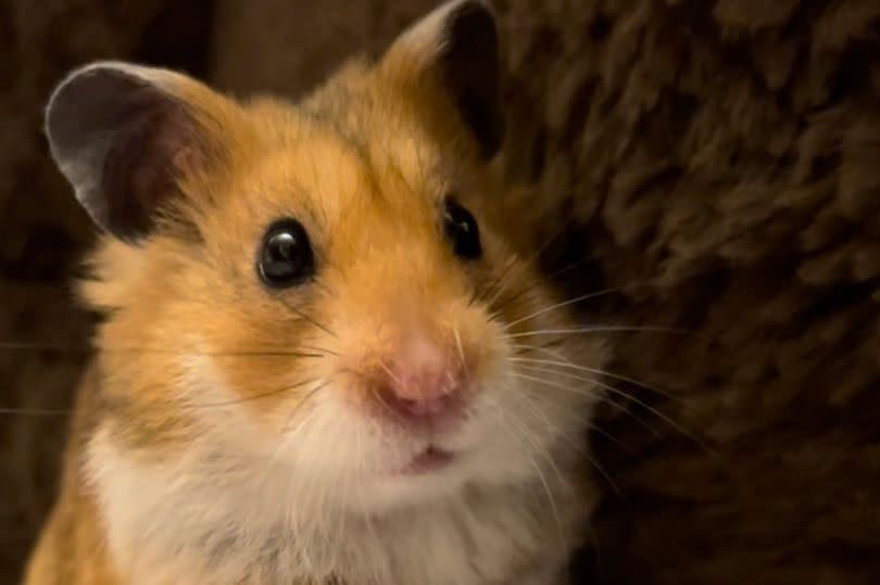 Popcorn the hamster