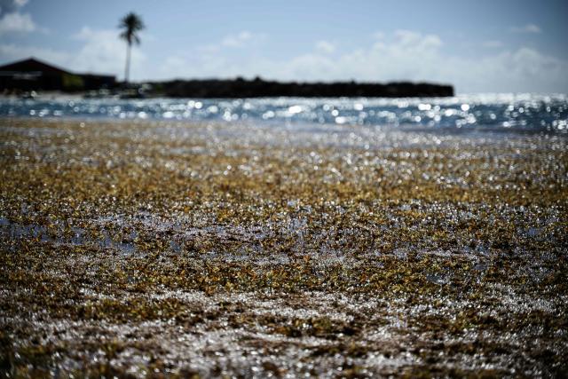 Fake Seaweed -  Canada