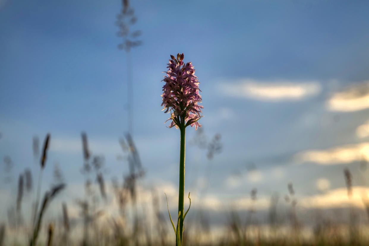 A purplish orchid