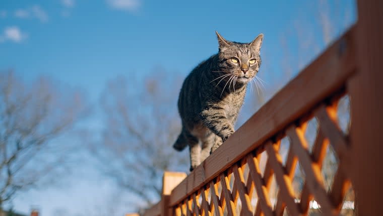 Los Angeles Overrun With Feral Cats