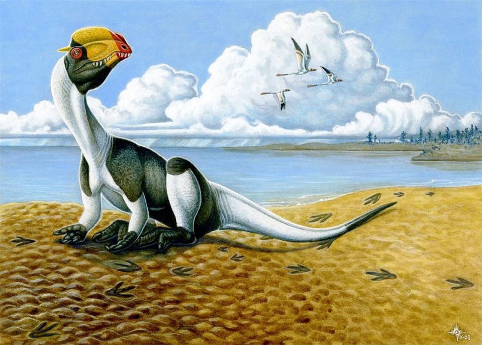 Dass der Dilophosaurus tatsächlich so bunt war wie in dieser Illustration, darf bezweifelt werden. Fest steht jedenfalls: Der unscheinbare Jäger war verglichen mit anderen Dinos ein ziemlicher Langweiler. Darauf, dass der Knochenkamm-Träger eine Nackenkrause wie im Film trug oder dass er Gift spuckte, gibt es keinerlei wissenschaftliche Hinweise. ("Dilophosaurus wetherilli" von Heather Kyoht Luterman - Milner ARC, Harris JD, Lockley MG, Kirkland JI, Matthews NA (2009) Bird-Like Anatomy, Posture, and Behavior Revealed by an Early Jurassic Theropod Dinosaur Resting Trace. PLoS ONE 4(3): e4591. doi:10.1371/journal.pone.0004591. Lizenziert unter CC BY 2.5 über Wikimedia Commons) (Bild: Heather Kyoht Luterman)