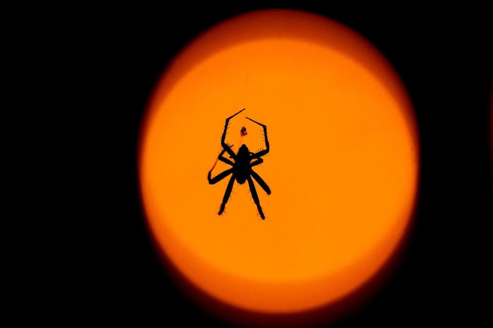 A spider is silhouetted against a patio light as it dangles from its web in Overland Park, Kan.