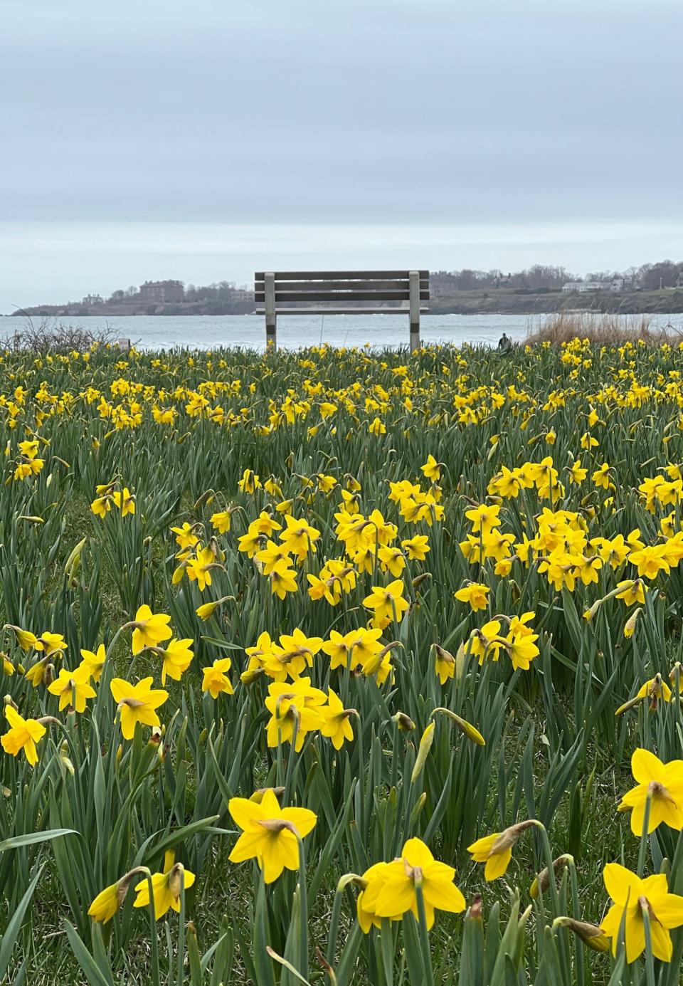 Some of the more than 1 million daffodils planted around Newport.