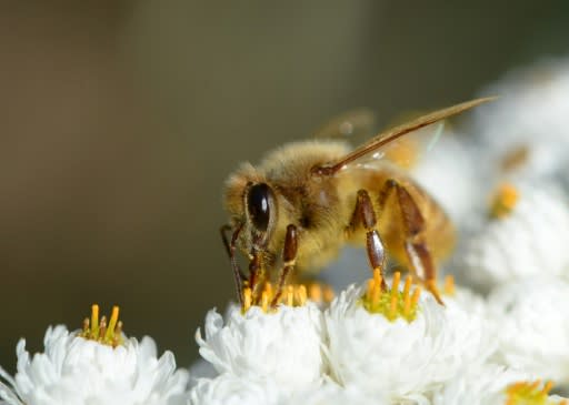 Scientists warn that a predicted mass death of pollinators like bees will result in higher food prices and the risk of shortages