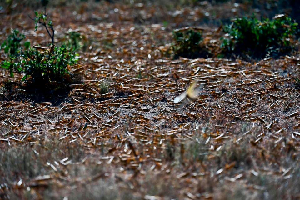 locusts on the ground