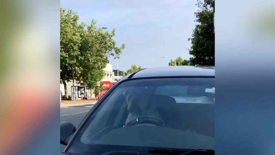 Un perro se cansa de esperar a su dueño en el interior del coche y hace sonar la bocina hasta que acude y lo libera. (Crédito: Instagram/@steelervh)