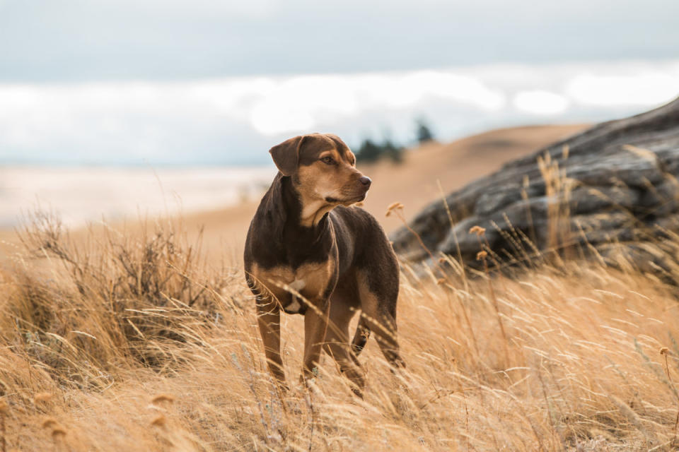 A Dog's Way Home