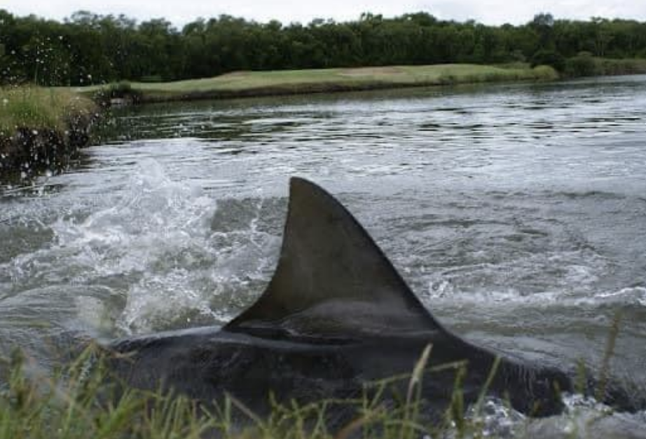 shark fin popping out