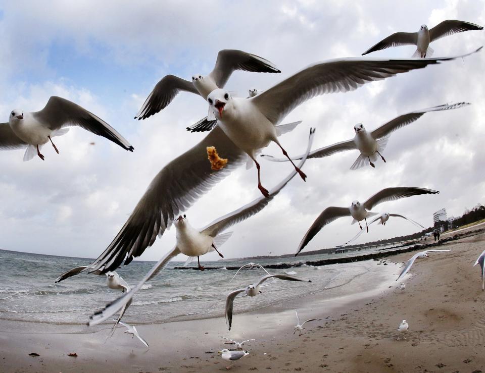 Sea gulls fly in Timmendorfer Strand, Germany