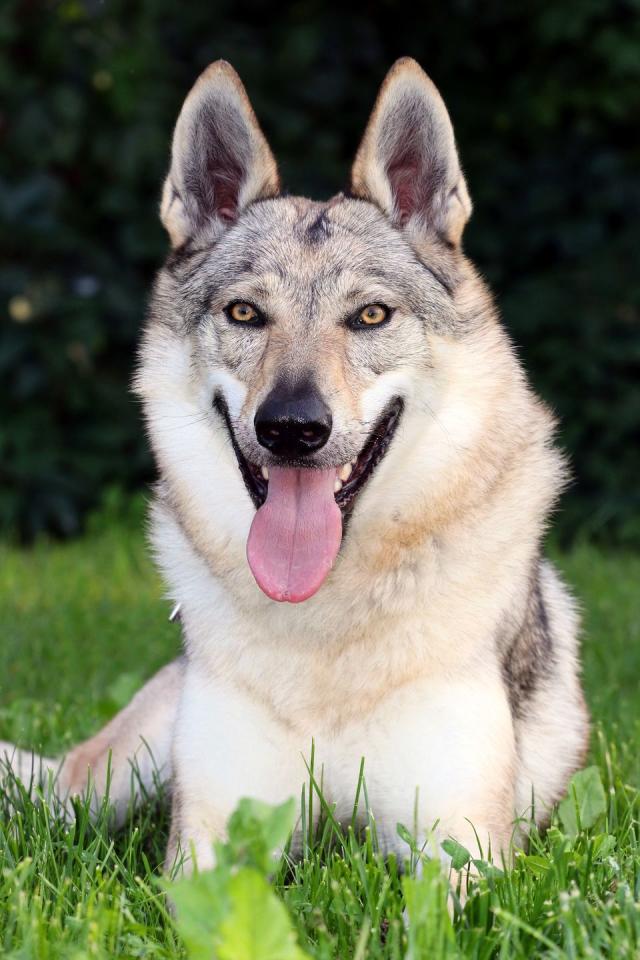 are czechoslovakian wolfdog aggressive