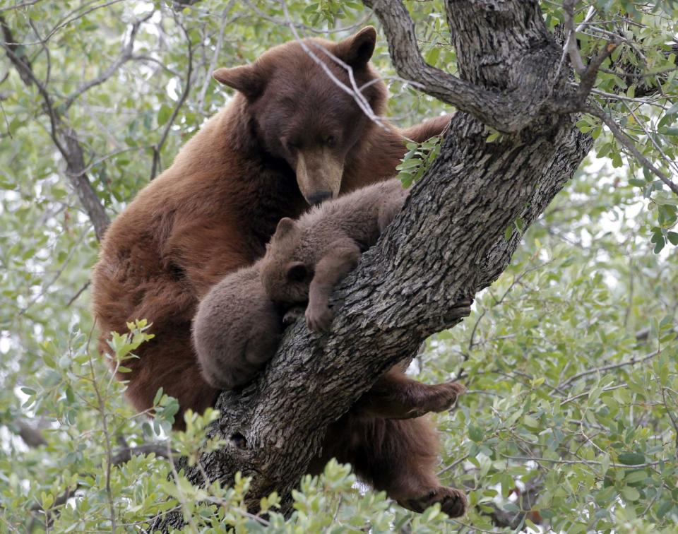 BÄRENFAMILIE BESETZT BAUM IN TOURISTENORT