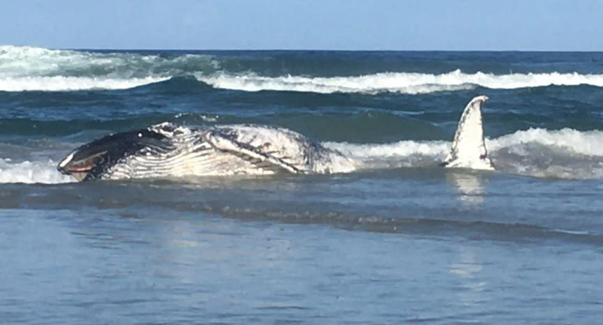 A whale carcass seen on a beach south of Pottsville Bridge in NSW.