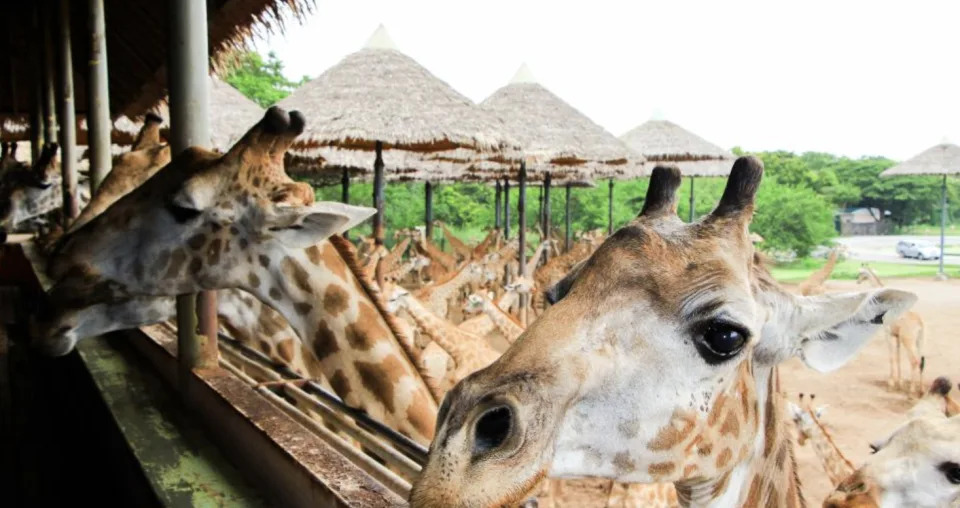 &#x006cf0;&#x00570b;&#x0065c5;&#x00904a;&#x00ff5c;&#x0066fc;&#x008c37;&#x0091ce;&#x00751f;&#x0052d5;&#x007269;&#x005712;Safari World&#x005305;&#x008eca;&#x004e00;&#x0065e5;&#x00904a;&#x00512a;&#x0060e0;&#x00ff01;&#x006bcf;&#x004f4d;&#x006700;&#x005e73;$374&#x003001;&#x009152;&#x005e97;&#x0063a5;&#x009001;&#x0076f4;&#x009054;&#x005712;&#x005340;&#x0073a9;&#x006a02;