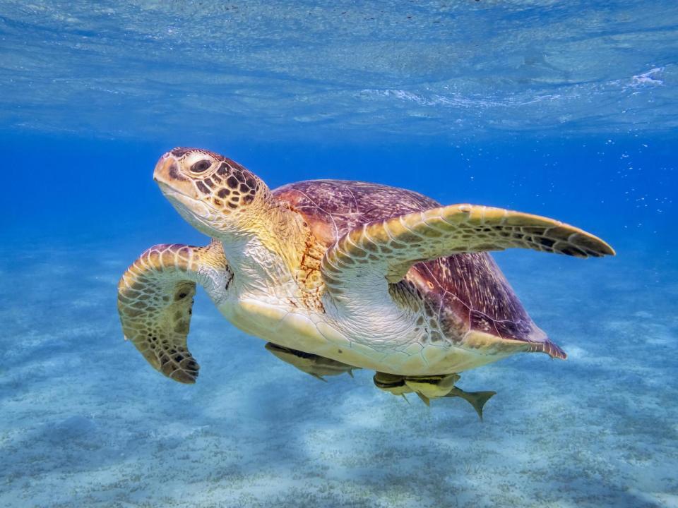 Endangered green turtles now increasing in numbers, study of Pacific coral reefs finds